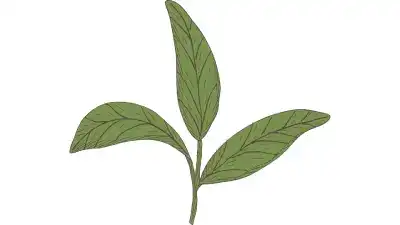 Qué es el té verde y como hay que tomarlo para evitar la toxicidad hepática.