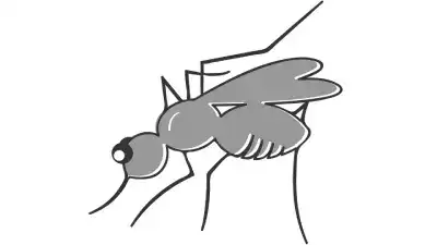 Malaria: síntomas, contagio, vector, agente causal
