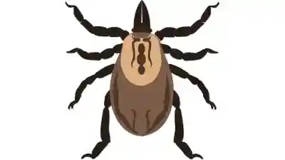 Enfermedad de lyme: prevención de las picaduras de garrapatas.
