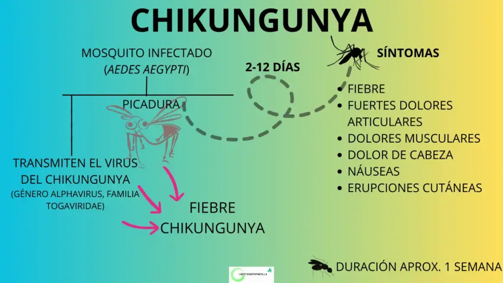 Chikungunya: ciclo de transmisión, síntomas, vector y agente causal.