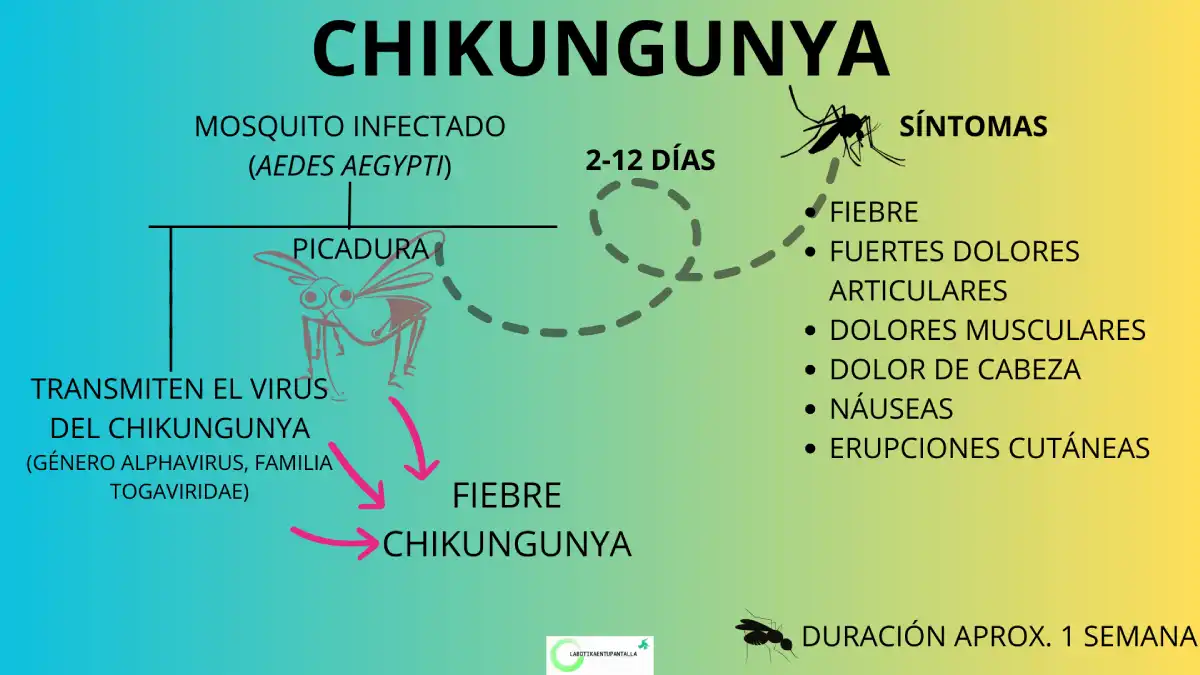 Chikungunya: ciclo de transmisión, síntomas, vector y agente causal.