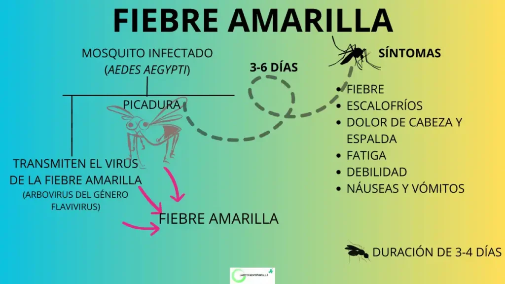 Fiebre amarilla: síntomas, contagio, vector y agente causal.