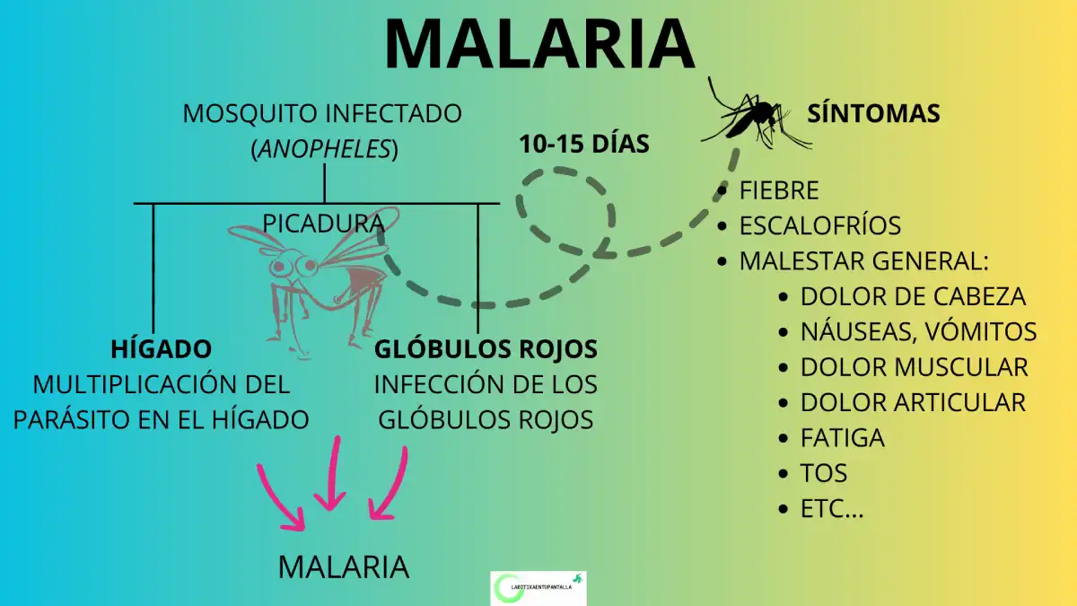 Malaria: síntomas, contagio, vector, agente causal