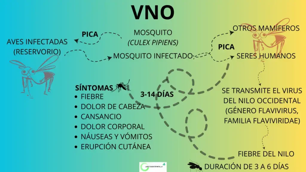Fiebre del Nilo Occidental: síntomas, contagio, agente causal.