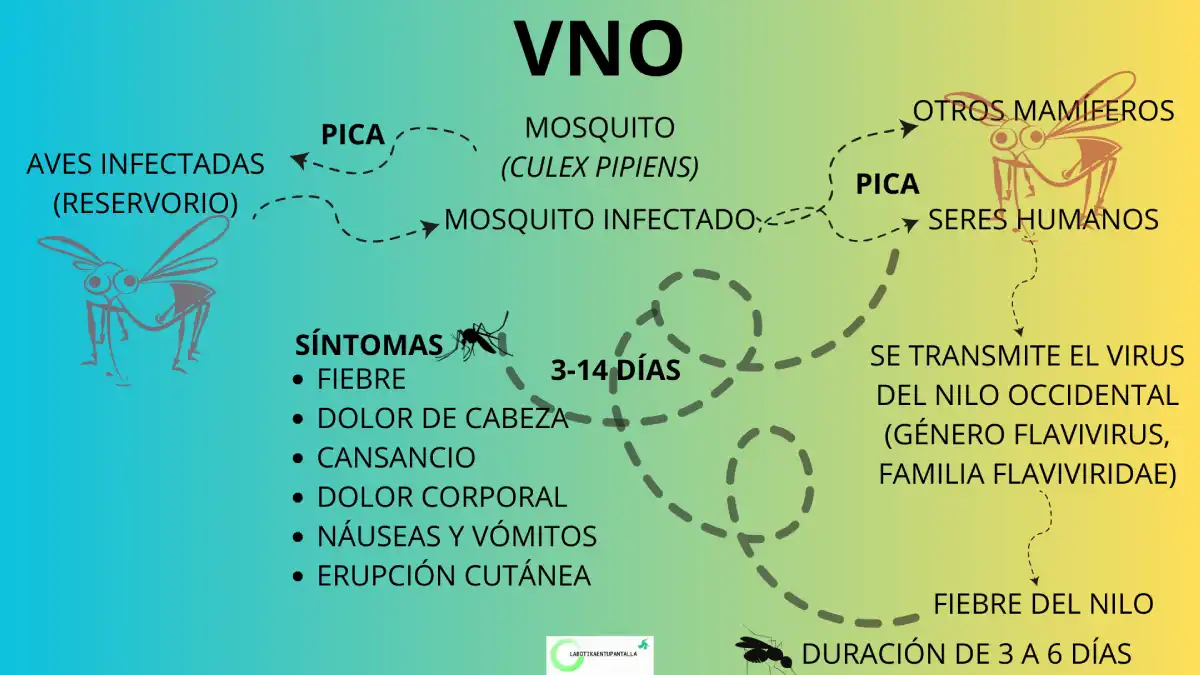 Fiebre del Nilo Occidental: síntomas, contagio, agente causal.
