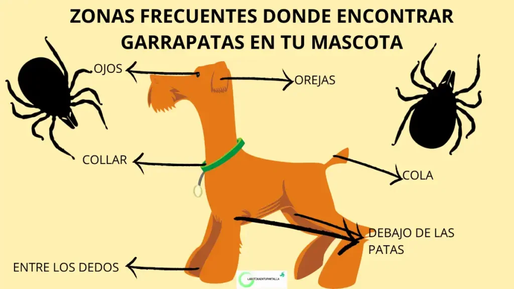 Garrapatas: prevención en mascotas, dónde revisar.