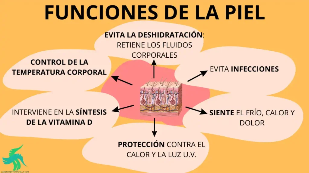 Las capas que forman la estructura de la piel (epidermis, dermis e hipodermis) y las funciones de la piel.