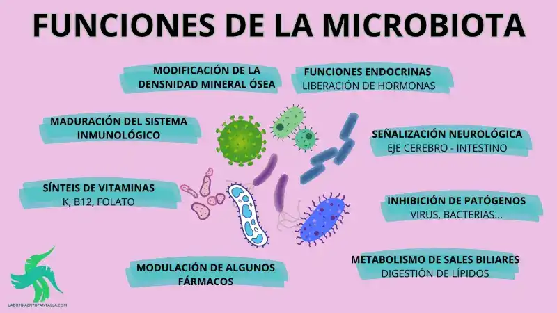 qué es el microbioma humano, cuántas bacterias hay en el cuerpo humano, cuanto pesa la microbiota intestinal cuál es la importancia del equilibrio del microbioma humano, cómo cuidar la microbiota intestinal