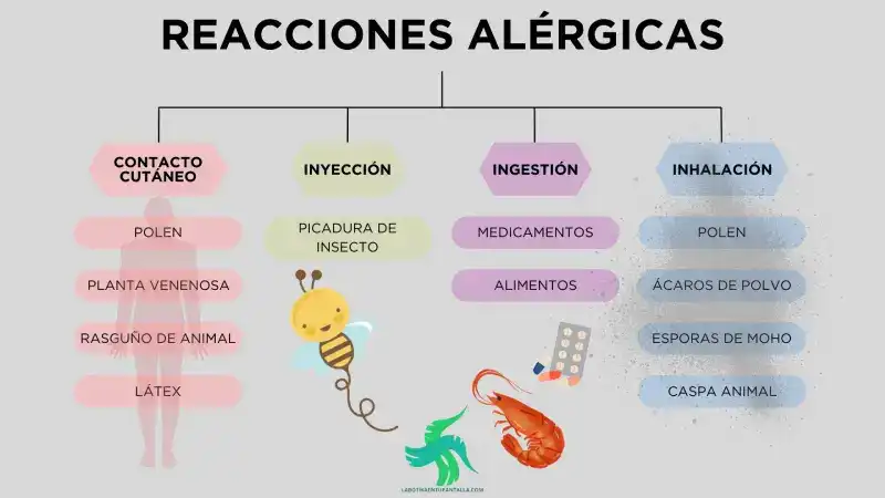 ¿cuál es la alergia más común? ¿cuáles son los síntomas de la alergia?, tipos de alergias según el alérgeno.