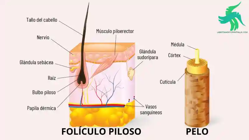 productos para el cuidado del cabello,
tips para el cuidado del cabello,
tratamiento para el cuidado del cabello,
importancia del cuidado del cabello,
alimentos para el cuidado del cabello,
accesorios para el cuidado del cabello