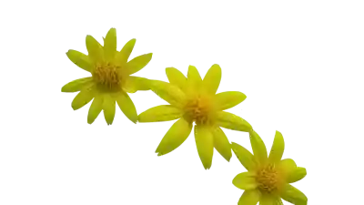 Plantas antiinflamatorias, dolor por inflamación, dolor por fiebre. antiinflamatorios naturales