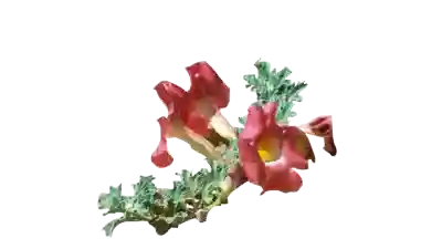 Plantas antiinflamatorias, dolor por inflamación, dolor por fiebre. antiinflamatorios naturales