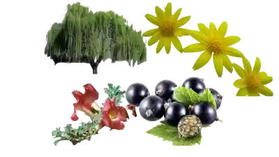 Plantas antiinflamatorias, dolor por inflamación, dolor por fiebre. antiinflamatorios naturales