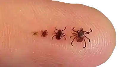 Enfermedad de lyme: prevención de las picaduras de garrapatas.