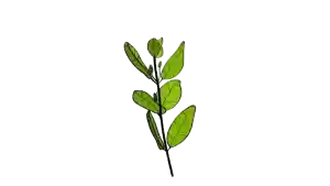 salud digestiva, sistema digestivo, digestión, buena digestión, plantas medicinales para una buena digestión