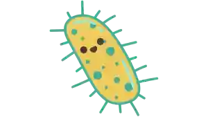 Microbiota intestinal, como funciona en microbioma, probióticos y probióticos