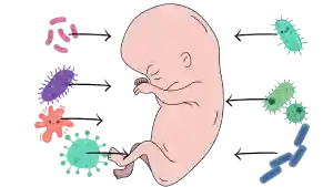 Microbiota intestinal, como funciona en microbioma, probióticos y probióticos
