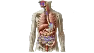 Microbiota intestinal, como funciona en microbioma, probióticos y probióticos