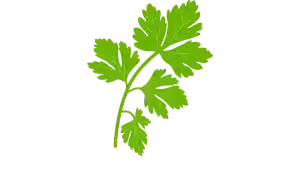 salud digestiva, sistema digestivo, digestión, buena digestión, plantas medicinales para una buena digestión