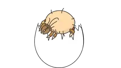 Sarna o escabiosis, qué es, como curar las sarna o escabrosis, tratamiento para las sarna o escabiosis, precauciones a tomar para evitar la sarna o escabiosis