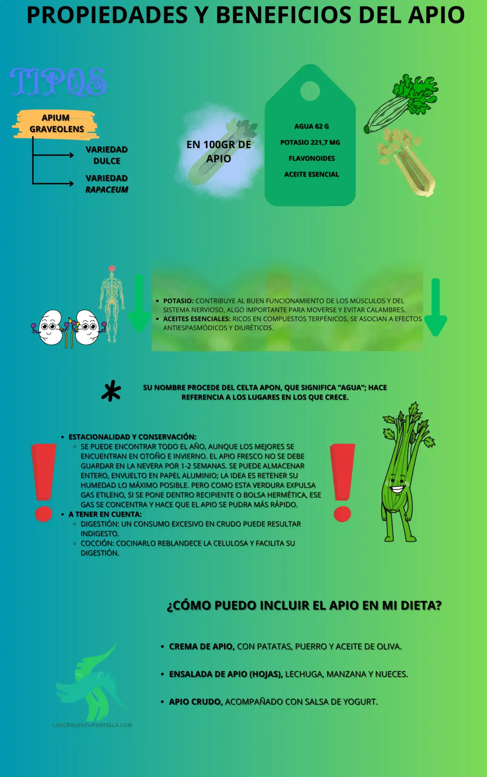 Propiedades y beneficios del apio, recetas de apio, como comer apio