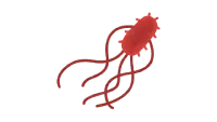 bacteria ESCHERICHIA COLI (E.coli)