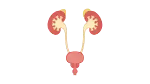 CISTITIS e Infecciones Urinarias: Lo Que Necesitas Saber Para PREVENIR, IDENTIFICAR y TRATAR