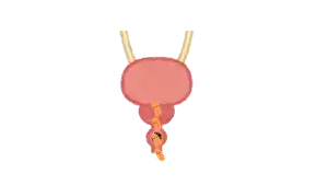 CISTITIS e Infecciones Urinarias: Lo Que Necesitas Saber Para PREVENIR, IDENTIFICAR y TRATAR