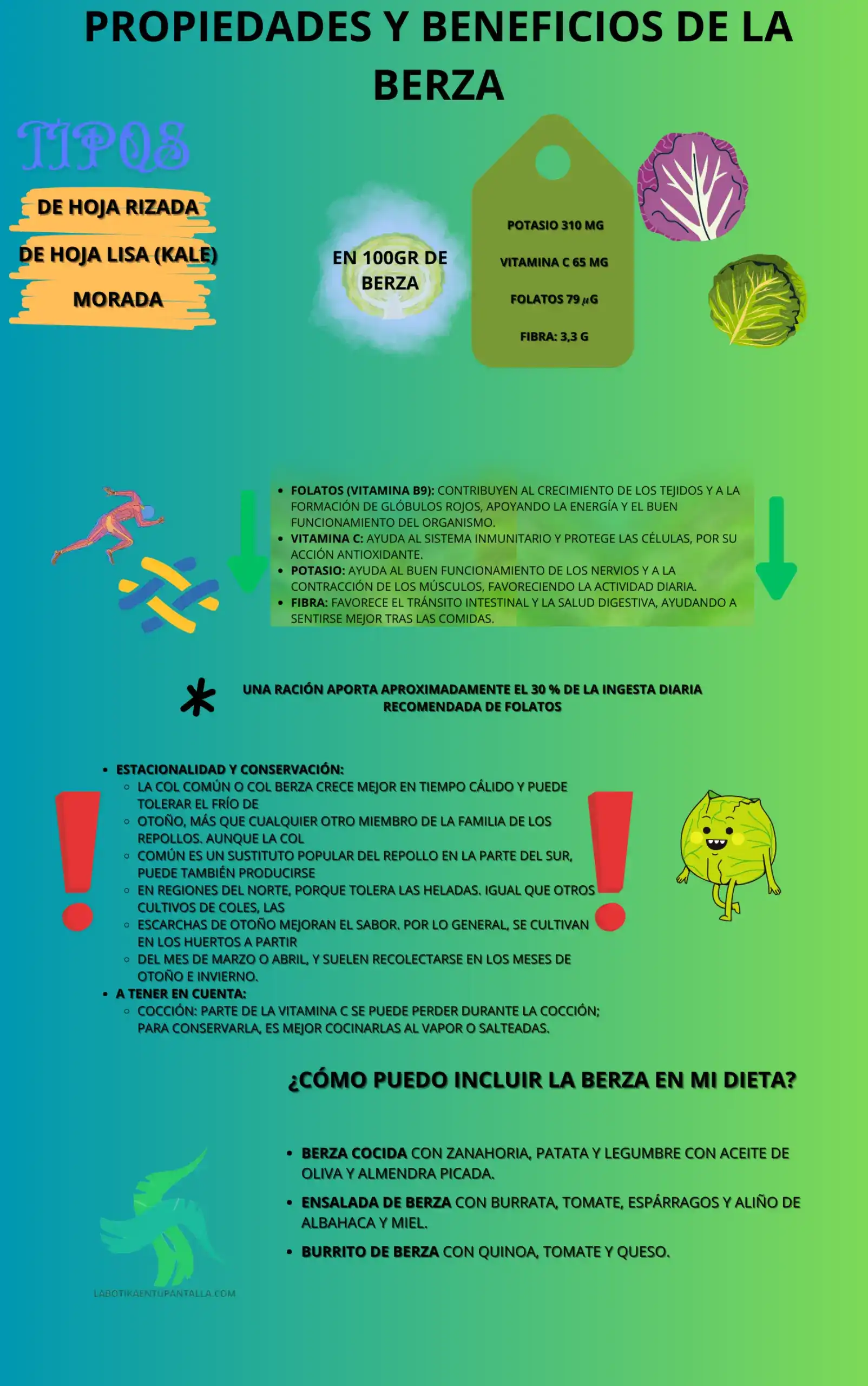 Propiedades y beneficios de la berza, recetas de berza, como comer berza