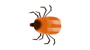 TIPOS DE PICADURAS QUE PUEDES RECIBIR. CADA INSECTO TIENE SU PICADURA, PICADURA MORDIDA, PICADURA POC AGUIJÓN, PICADURA POR PINCHO. CUIDAR Y TRATAR LAS PICADURAS, IDENTIFICAR LAS PICADURAS