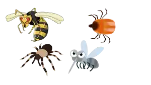 TIPOS DE PICADURAS QUE PUEDES RECIBIR. CADA INSECTO TIENE SU PICADURA, PICADURA MORDIDA, PICADURA POC AGUIJÓN, PICADURA POR PINCHO. CUIDAR Y TRATAR LAS PICADURAS, IDENTIFICAR LAS PICADURAS