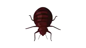 TIPOS DE PICADURAS QUE PUEDES RECIBIR. CADA INSECTO TIENE SU PICADURA, PICADURA MORDIDA, PICADURA POC AGUIJÓN, PICADURA POR PINCHO. CUIDAR Y TRATAR LAS PICADURAS, IDENTIFICAR LAS PICADURAS