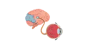 salud visual, cuidado de los ojos, como cuidar tu vista día a día, miopía, hipermetropía, astigmatismo, cataratas, uveitis y mas problemas de la vista, cuidar los ojos es importante