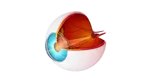 salud visual, cuidado de los ojos, como cuidar tu vista día a día, miopía, hipermetropía, astigmatismo, cataratas, uveitis y mas problemas de la vista, cuidar los ojos es importante