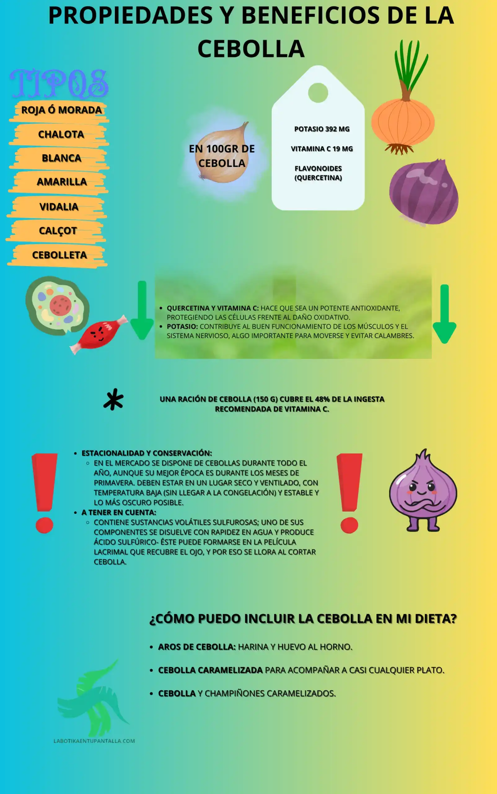 Propiedades y beneficios del CEBOLLA, recetas, como comerlo