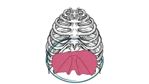 Aprender a respirar bien, respirar de forma adecuada, ¿por qué respiramos mal?, mecanismos para respirar bien